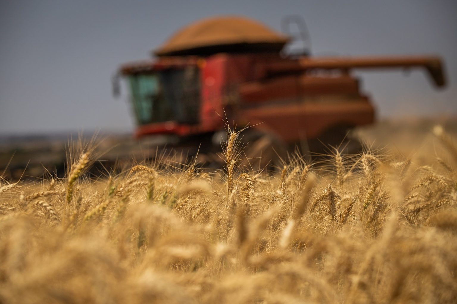 Agro em Dados: Produção goiana de trigo deve crescer 35,7% em 2022 e chegar a 175,5 mil toneladas. Foto: Wenderson Araújo CNA