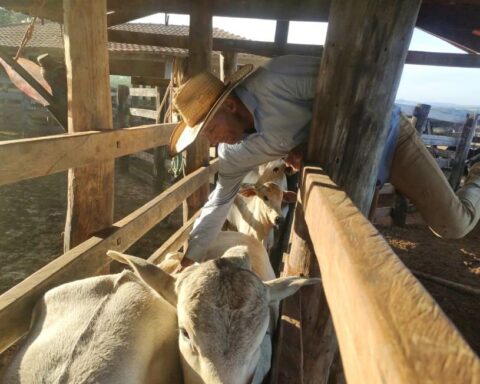 Vacinação contra Aftosa: Serviço Veterinário Oficial notificará os criadores que deixaram de vacinar e exigir o cumprimento das medidas legais. Foto: Divulgação