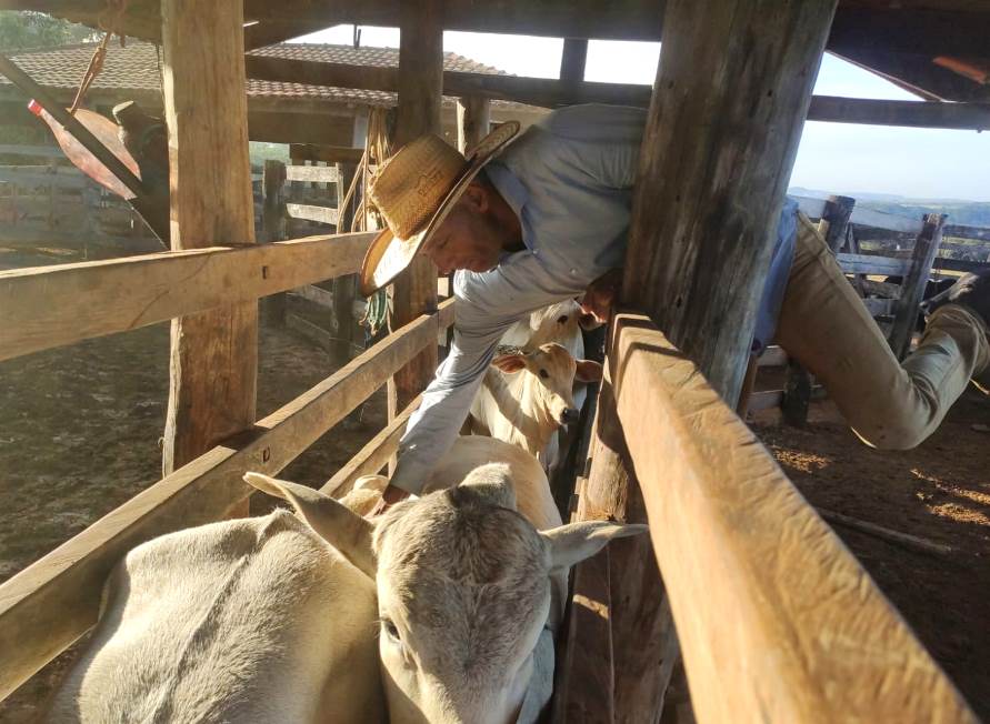 Vacinação contra Aftosa: Serviço Veterinário Oficial notificará os criadores que deixaram de vacinar e exigir o cumprimento das medidas legais. Foto: Divulgação