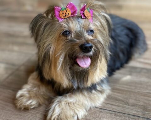 Cachorrinha Luna de lacinhos e sorridente Foto: Acervo pessoal/Jéssica