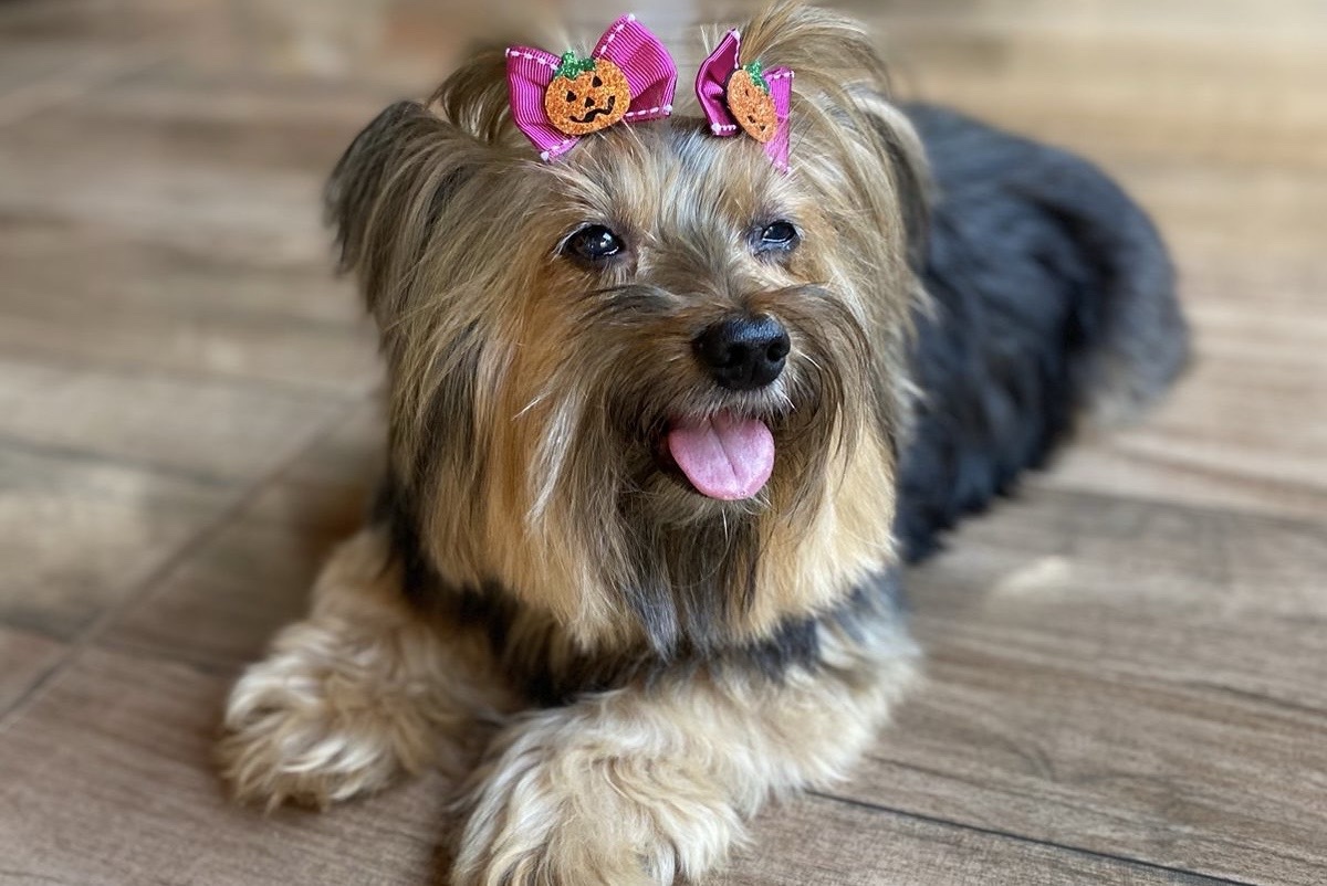 Cachorrinha Luna de lacinhos e sorridente Foto: Acervo pessoal/Jéssica