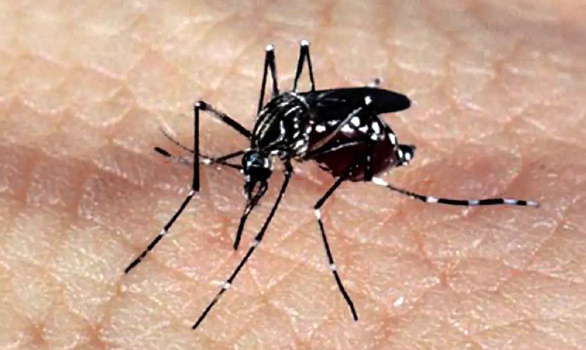 Mosquito da dengue