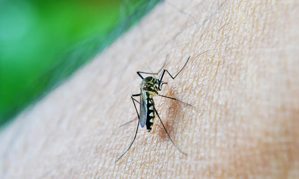 Mosquito Aedes aegypti