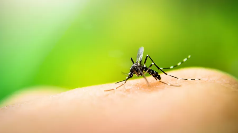 Dengue aumenta no calor