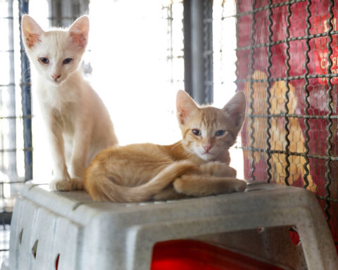 Castração de cães e gatos no DF