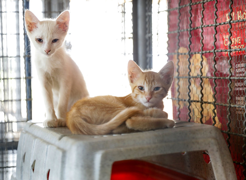 Castração de cães e gatos no DF