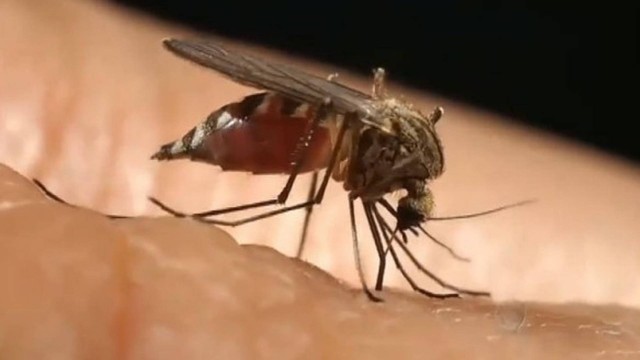 Mosquito maruim, transmissor da doença