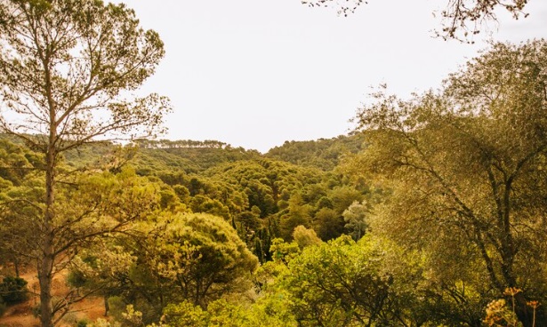 Mês do Cerrado