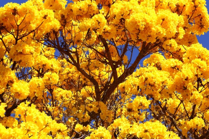 Primavera no cerrado