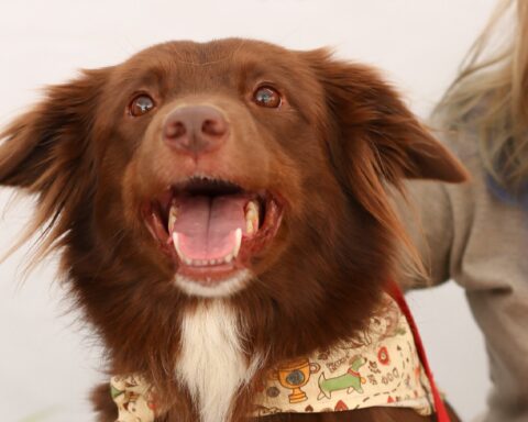 Shopping promove feira de adoção responsável de cães e gatos neste sábado (14/9)