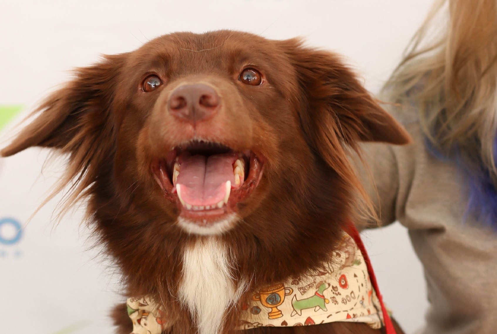 Shopping promove feira de adoção responsável de cães e gatos neste sábado (14/9)