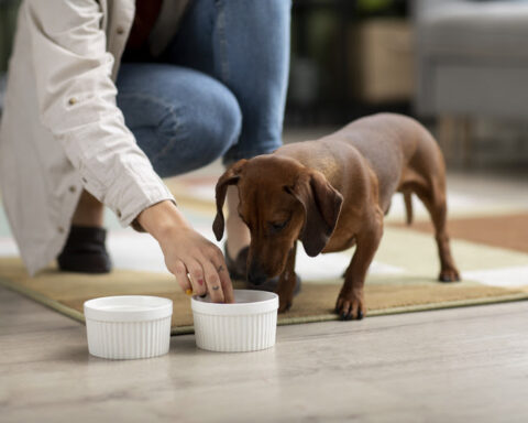 Especialista alerta para a importância da nutrição na saúde ocular dos pets