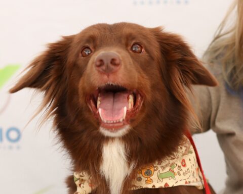 Feira de Adoção no Venâncio Shopping traz pets à espera de um novo lar e atrações gratuitas para toda a família