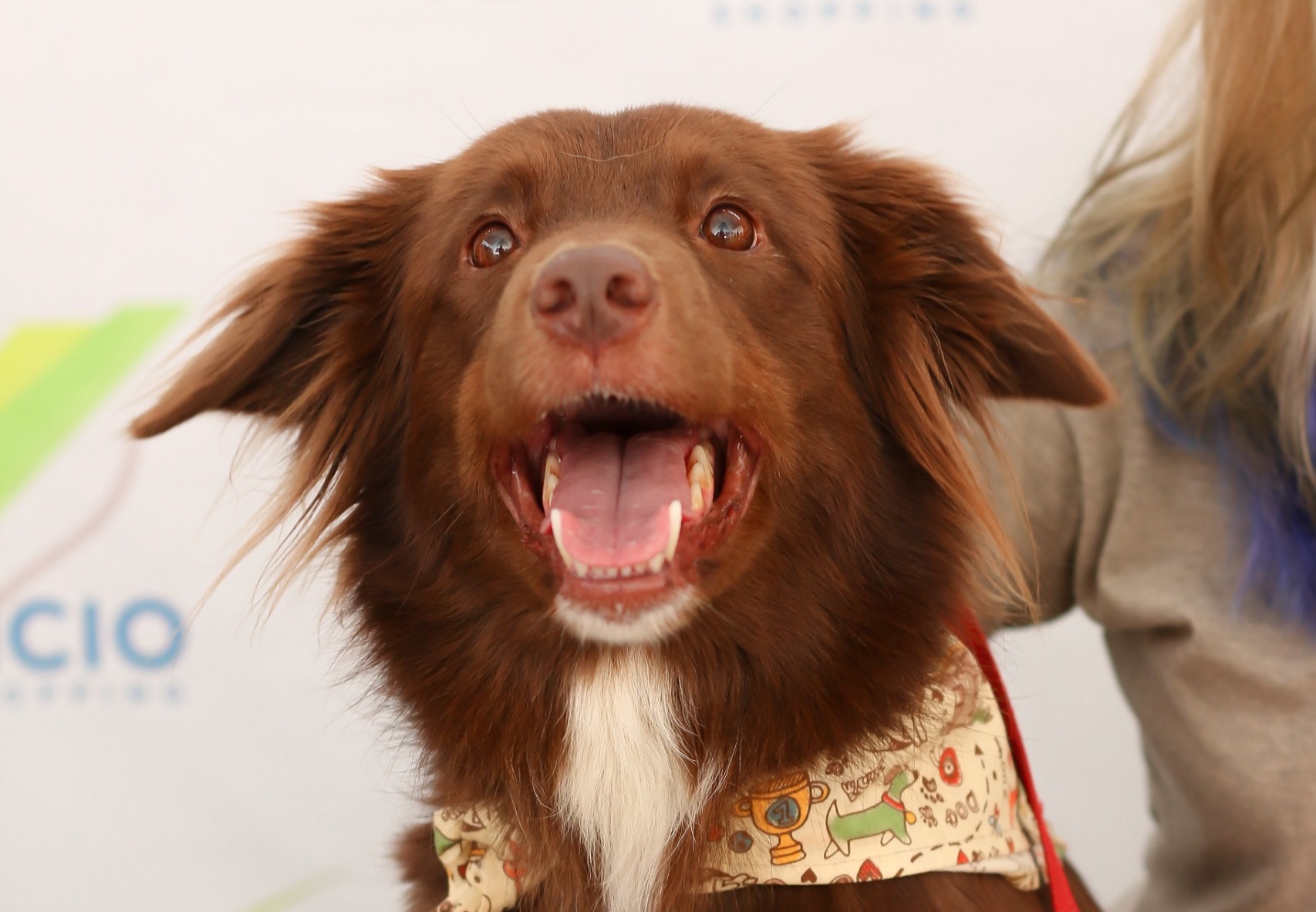 Feira de Adoção no Venâncio Shopping traz pets à espera de um novo lar e atrações gratuitas para toda a família