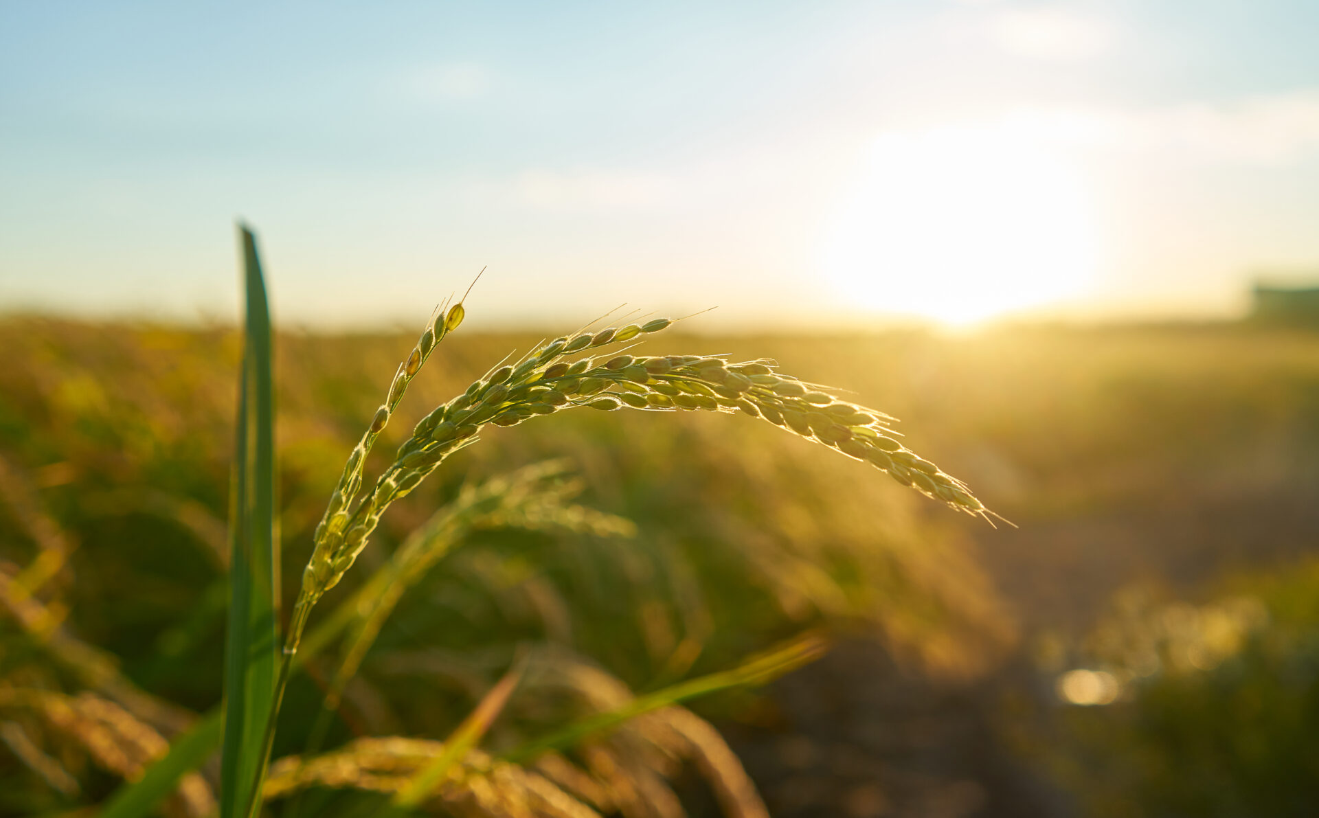 Cresce o número de pedidos de recuperação judicial no agronegócio em Goiás em 2024