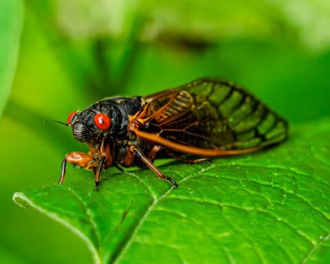 Canto das cigarras: entenda a relação do som emitido pelo inseto e o início do período chuvoso