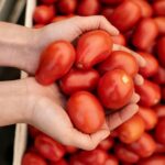 Safra de tomate industrial deve crescer 10% em 2024, mas desafios climáticos mantêm cenário incerto