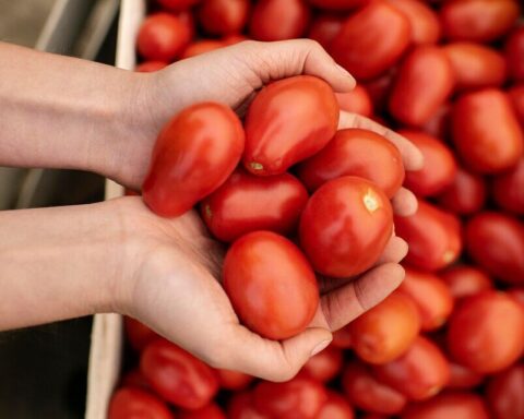 Safra de tomate industrial deve crescer 10% em 2024, mas desafios climáticos mantêm cenário incerto