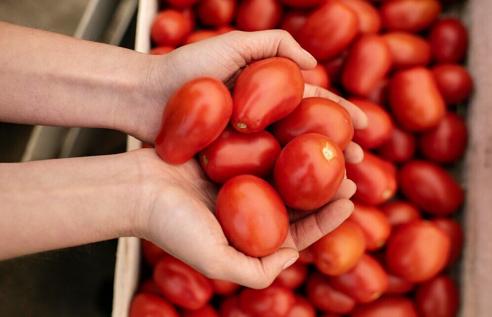 Safra de tomate industrial deve crescer 10% em 2024, mas desafios climáticos mantêm cenário incerto