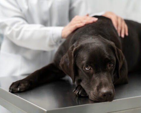 Cuidados oftalmológicos em pets: prevenção garante qualidade de vida