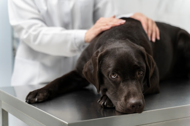 Cuidados oftalmológicos em pets: prevenção garante qualidade de vida